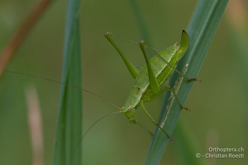 Leptophyes boscii ♀ - HR, Istrien, Vozilići, 13.06.2014