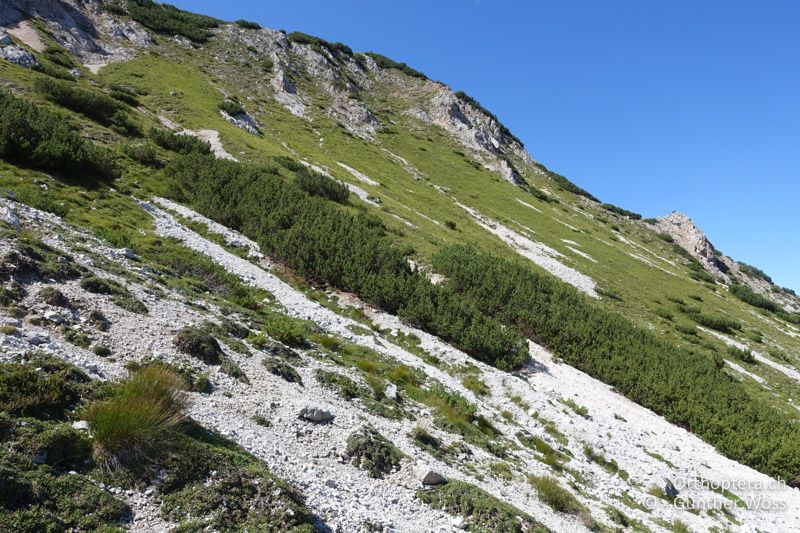 Berghänge mit Felsschutt - AT, Kärnten, Mittagskogl, 13.08.2017