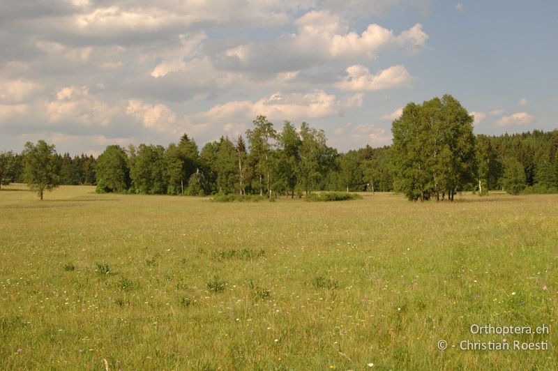 Magerwiese - DE, Baden-Württemberg, Irndorfer Hardt, 24.06.2006