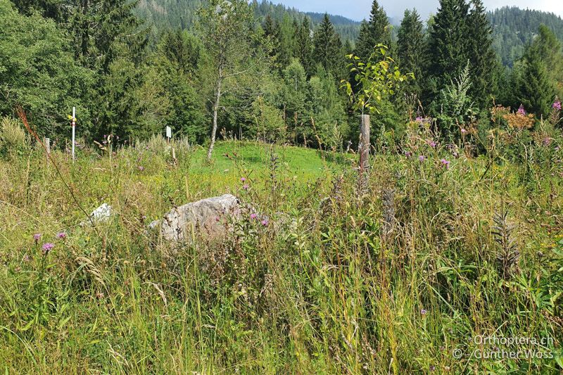 Staudenflur - AT, Kärnten, Seebergsattel, 12.08.2020