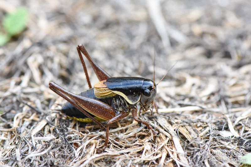Pholidoptera brevipes ♂ - BG, Chaskowo, Matochina, 09.07.2018
