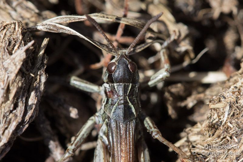 Halsschild von Aeropedellus variegatus ♂ von oben mit den stark geknickten Seitenkielen - CH, GR, Muottas Muragl, 19.09.2019