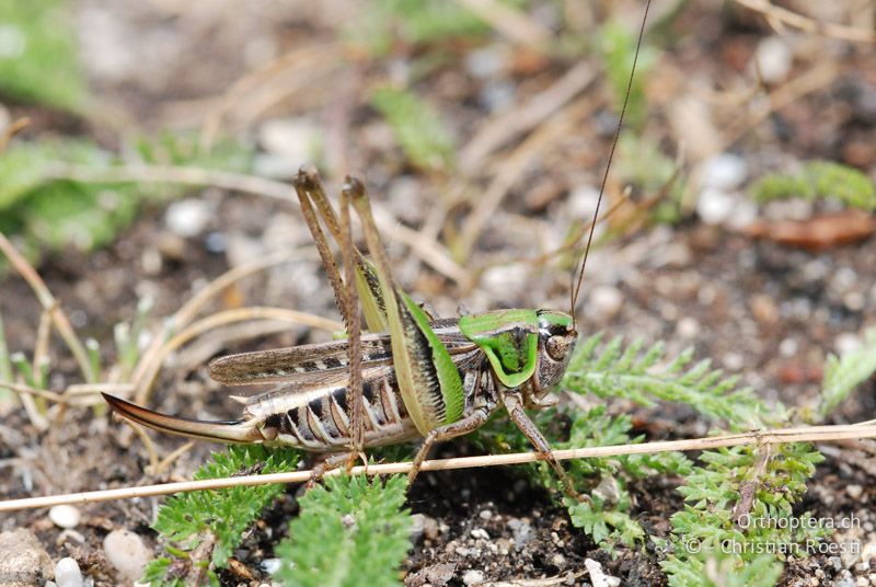Montana montana ♀ - AT, Niederösterreich, Pischelsdorfer Wiesen, 26.06.2008