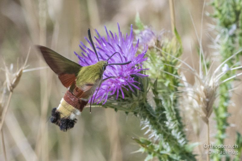 Östlicher Hummelschwärmer (Hemaris croatica) - GR, Westmakedonien, Klidi, 12.07.2017