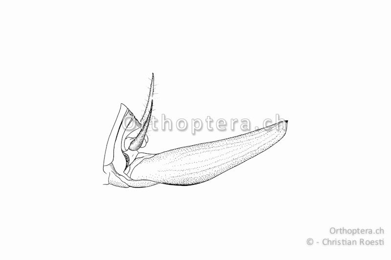 Hinterleibsende mit Legeröhre von Troglophilus cavicola ♀ von der Seite.