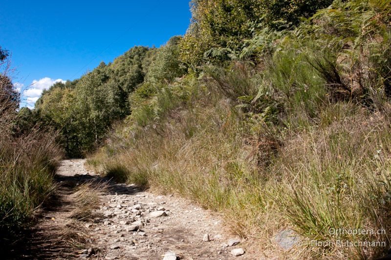 Waldrand mit dichter Vegetation und vereinzelten Adlerfarnen - CH, TI, Cardada, 26.09.2010