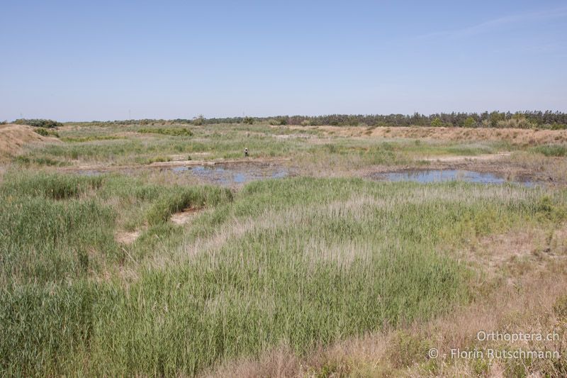 Feuchtgebiet mit offenen, schlickig-sandigen Flächen und Schilf - FR, Gard, Saint-Gilles, 14.06.2012