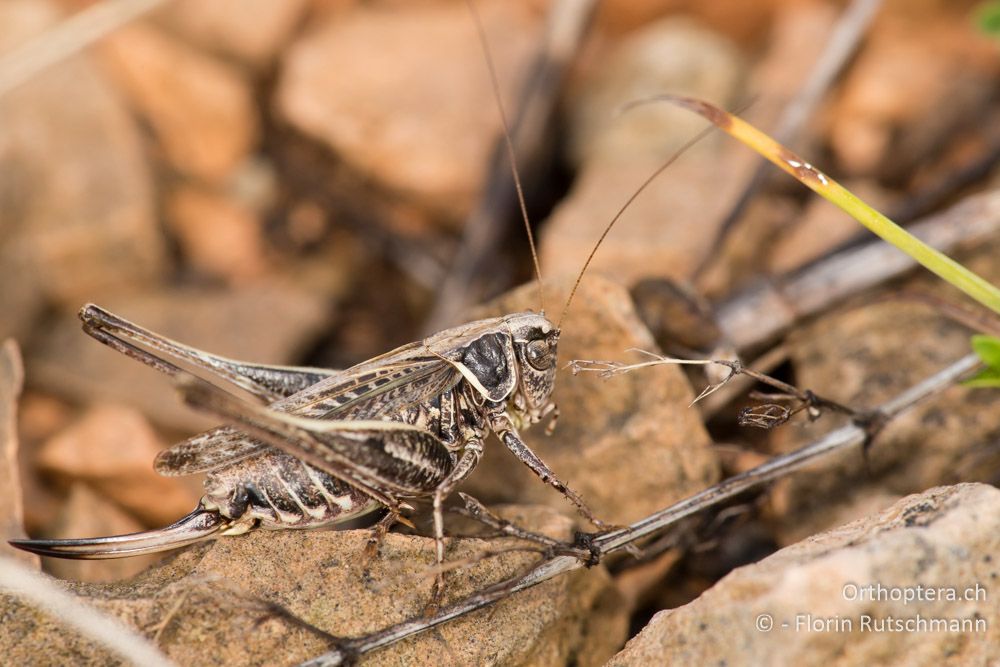 Platycleis stricta ♀ - IT, Marken, Cacciano, 25.09.2014