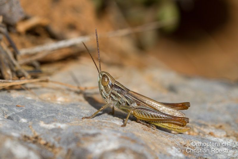 Euchorthippus elegantulus ♂ - FR, Alpes-Maritimes, Fontan, 23.09.2014