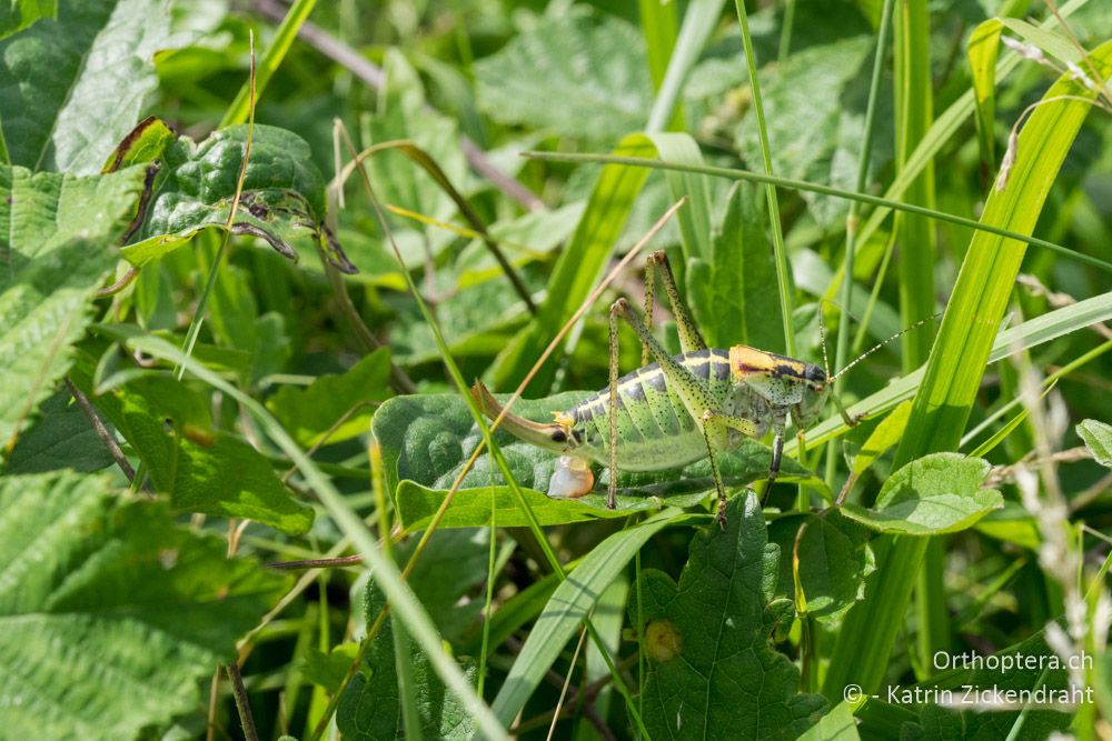 Poecilimon ornatus ♀, mit Spermatophore - HR, Istrien, Bokordići, 19.06.2016