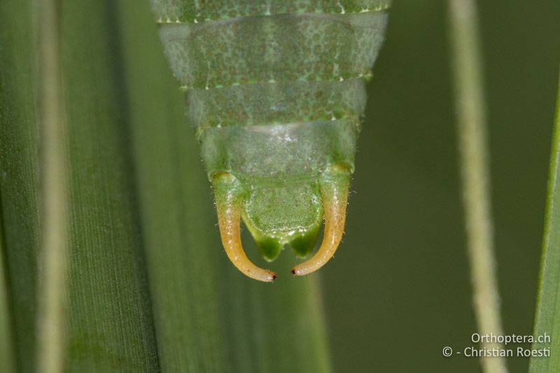 Cerci von Isophya modesta ♂ - AT, Burgenland, Rohrbach bei Mattersburg, 05.07.2016