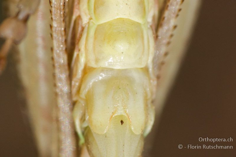 Subgenitalplatte von Platycleis affinis ♀ von unten betrachtet - FR, Bouches-du-Rhône, Saint-Martin-de-Crau, 13.06.2012