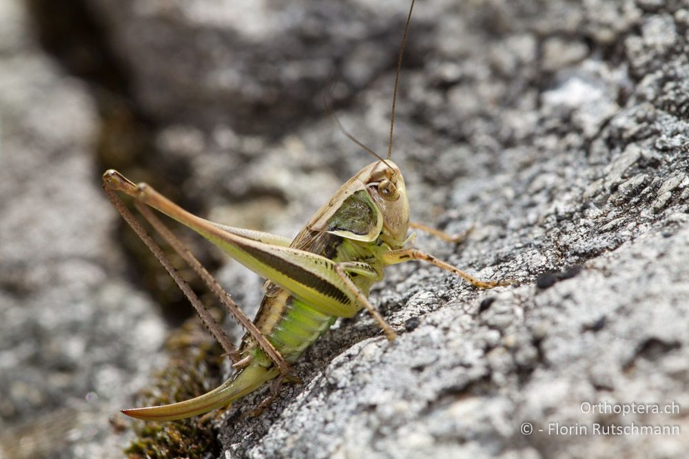 Beissschrecke Platycleis ebneri - Im südöstlichen Ausläufer des Mt. Vernon, 14.07.2012