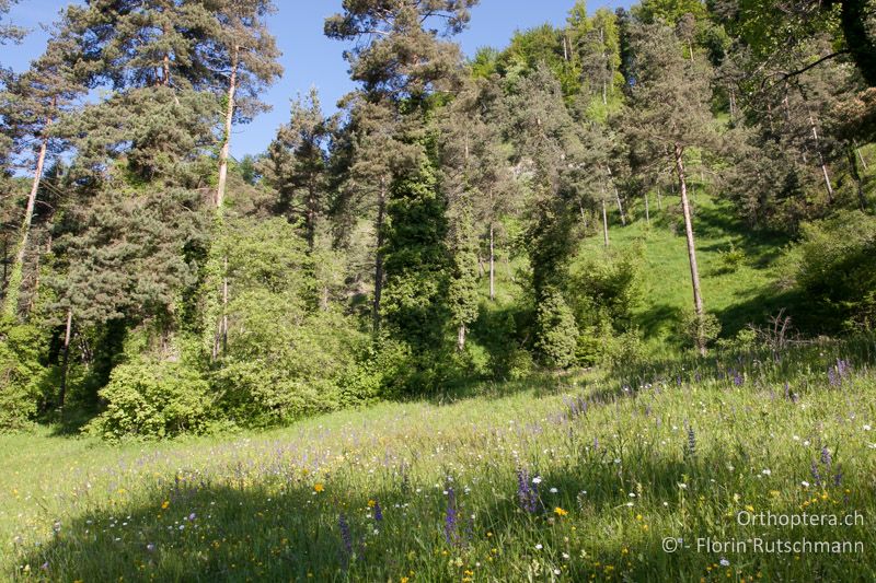 Wärmebegünstigter Südhang mit feuchteren Bereichen am Hangfuss - CH, TG, Immenberg, 06.06.2013