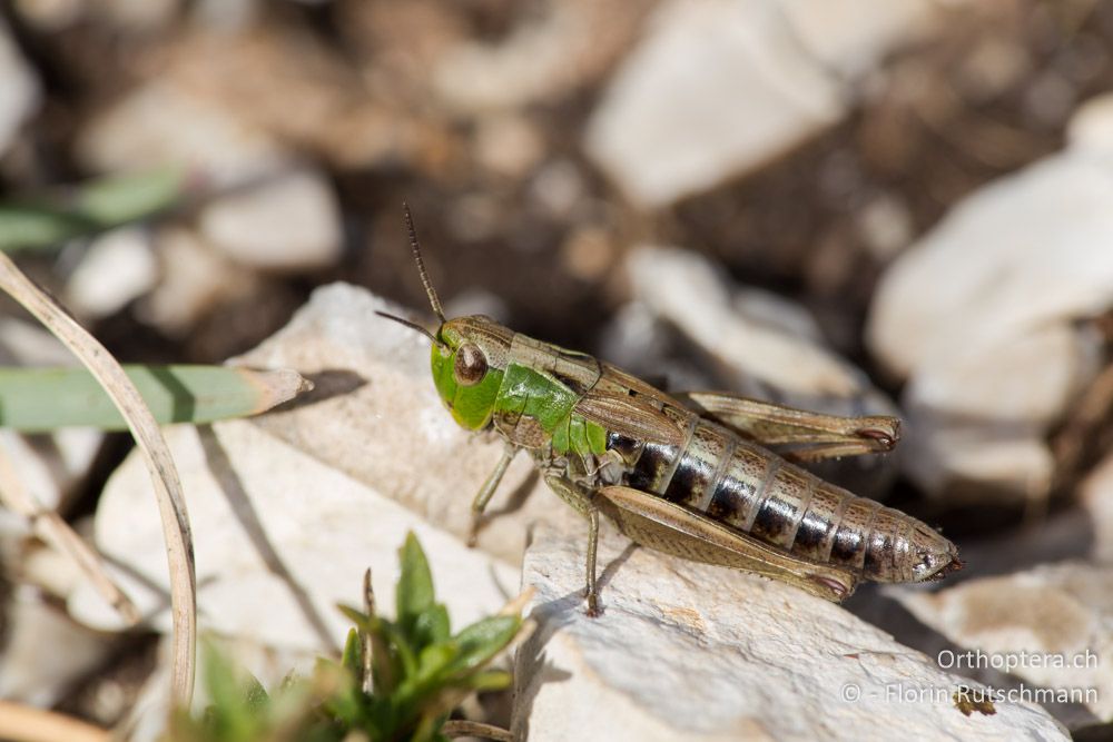 Stenobothrus apenninus ♀ - IT, Marken, Mt. Catria, 27.09.2014