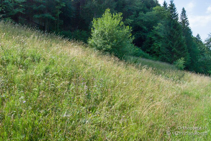 Extensive, krautige Wiese - AT, Kärnten, Neuhaus an der Drau, 24.06.2010