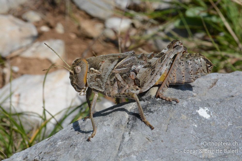 Prionotropis hystrix ♀ - HR, Istrien, Skitača, 24.06.2016