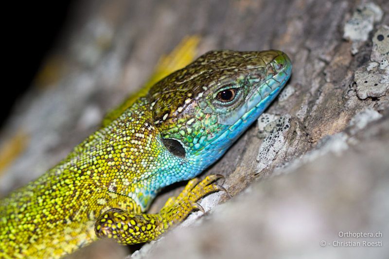 Östliche Smaragdeidechse (Lacerta viridis) am Schlafplatz - Appolonia, 10.07.2012