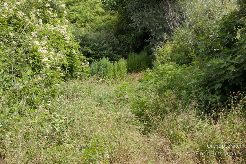 Gebüschreicher, feuchter Waldsaum - HR, Istrien, Brovinje, 16.06.2014