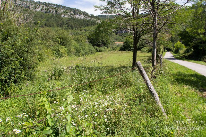 Wechselfeuchte Weide mit wüchsigem Krautsaum und Hochstaudenflur - HR, Istrien, Roc, 01.08.2014