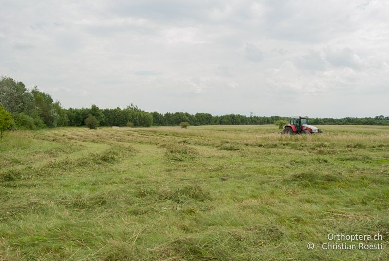 Steppenartige Magerwiese - AT, Niederösterreich, Ebergassing, 26.06.2008