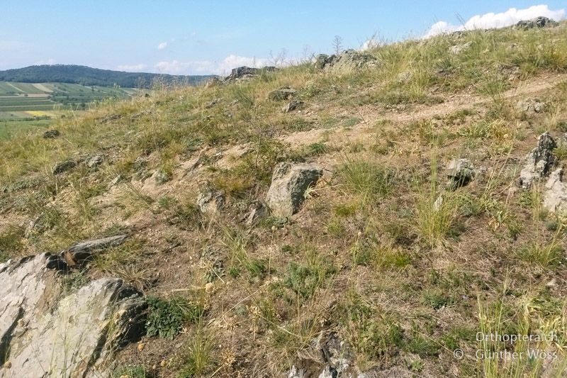 Lückig bewachser Trockenrasen - AT, Burgenland, Hackelsberg, 16.08.2014