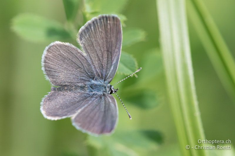 Zwerg-Bläuling (Cupido minimus) - HR, Istrien, Račja Vas 25.06.2016