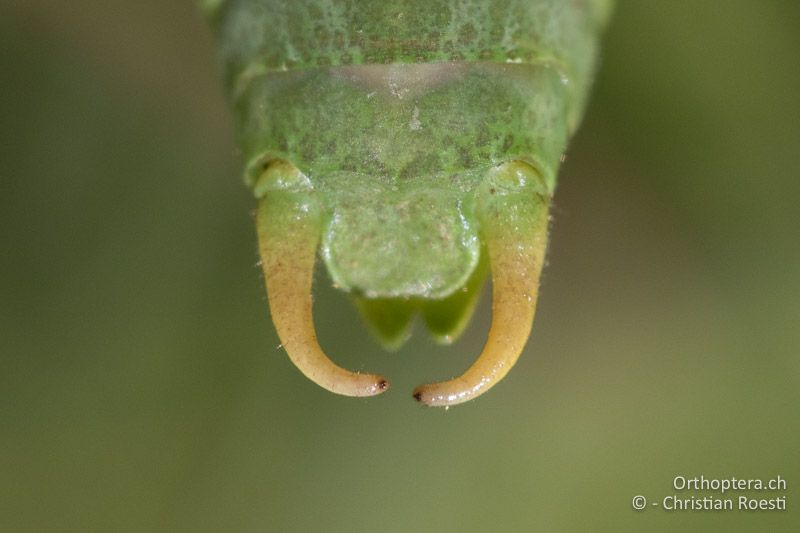 Cerci von Isophya modesta ♂ - AT, Burgenland, Rohrbach bei Mattersburg, 05.07.2016