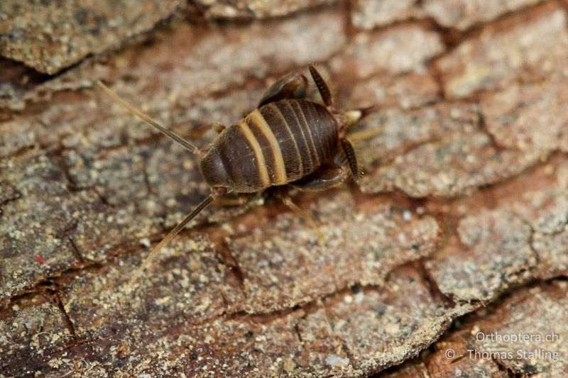 Myrmecophilus acervorum ♀ - DE, Baden-Württemberg, Graben-Neudorf, 18.08.2013
