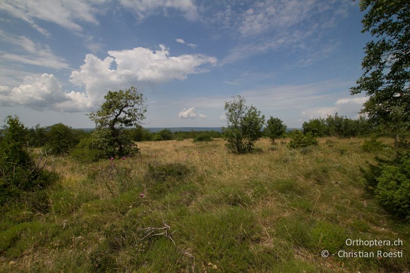 Steppe. Lebensraum von Arcyptera microptera und Prionotropis hystrix hystrix - HR, Istrien, Gora Glušići, 12.06.2014