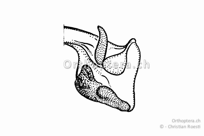 Linke Hälfte des Epiphallus von Stenobothrus lineatus ♂ von oben betrachtet.