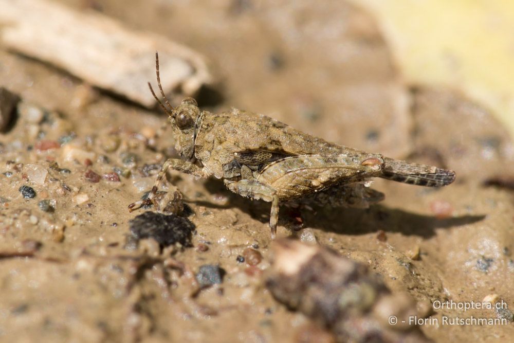 Pezotettix meridionale ♂ - GR, Mittelgriechenland, Molos, 13.06.2015