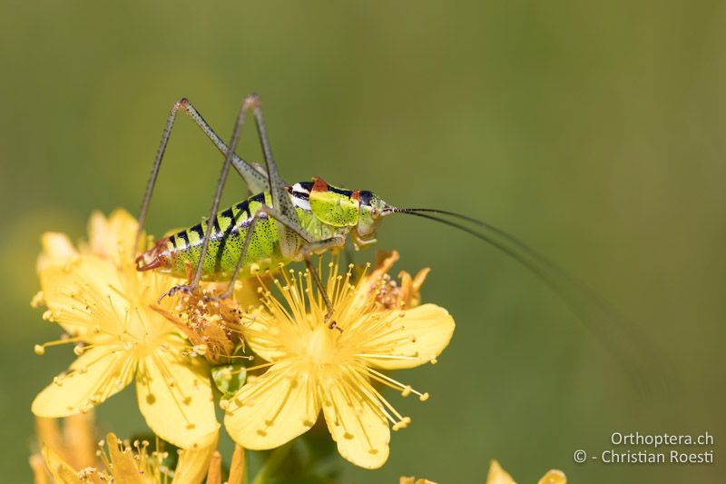 Poecilimon thoracicus ♂, ein farbliches Highlight - GR, Zentralmakedonien, Mt. Vrondous, 09.07.2017
