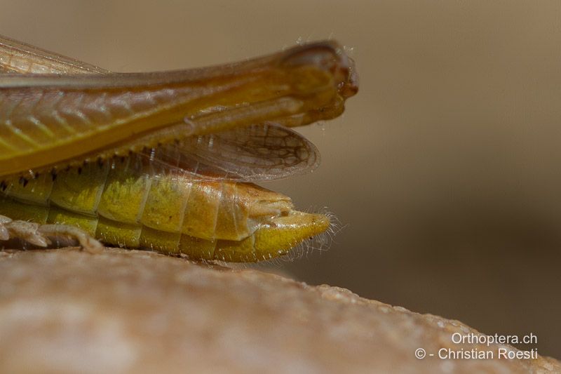 Euchorthippus elegantulus ♂. Die Subgenitalplatte ist am Ende verrundet abgestumpft und stark behaart - FR, Bouches-du-Rhône, Saint-Martin-de-Crau, 12.06.2012