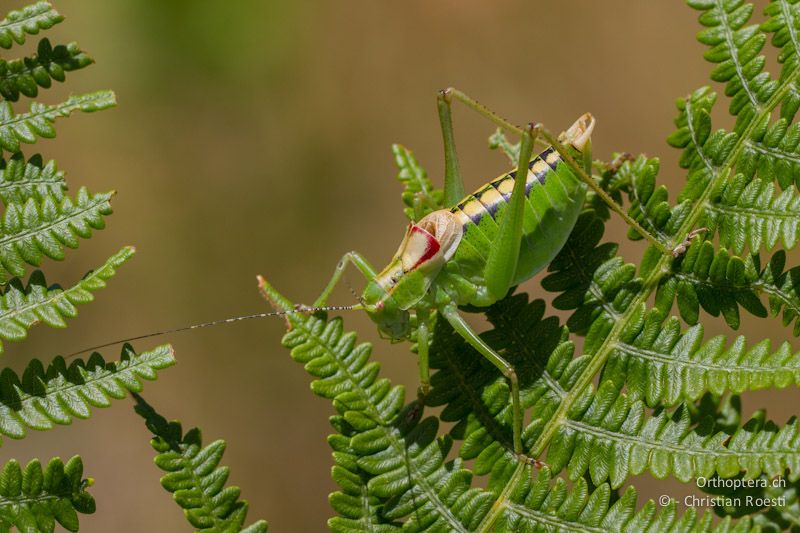 Männchen von Poecilimon affinis - Florina, 13.07.2012