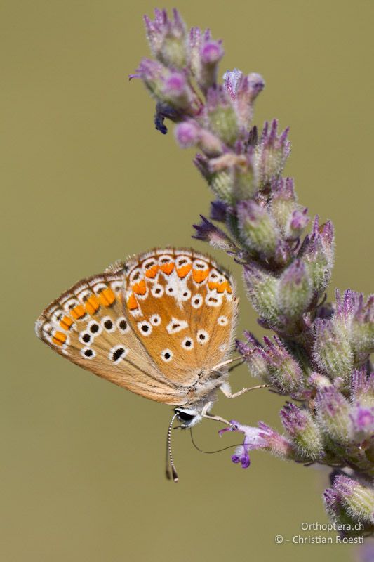 Tagfalter - Mt. Pangeon, 11.07.2012