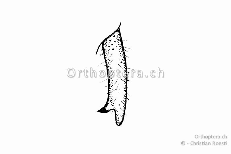 Rechter Cercus von Bicolorana bicolor ♂. Der Innenzahn befindet sich im letzten Fünftel der Cerci.