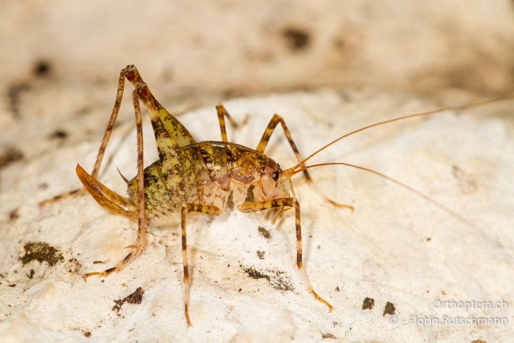Troglophilus neglectus - HR, Istrien, Pazin, 12.06.2014