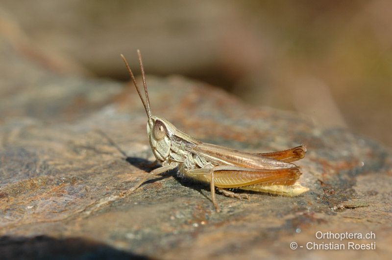 Euchorthippus elegantulus ♂ - FR, Lozère, Florac, 14.08.2006