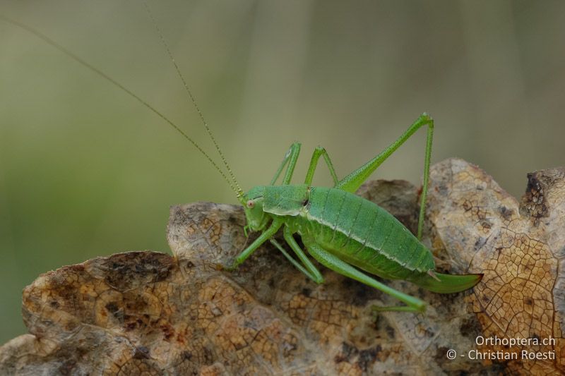 Leptophyes boscii ♀ - IT, Venetien, Schio, Mt. Summano, 30.09.2006