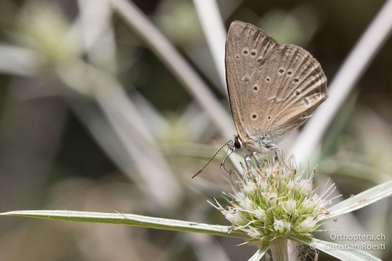 Östlicher Esparsettenbläuling (Polyommatus admetus) - GR, Westmakedonien, Prespasee, 13.07.2017