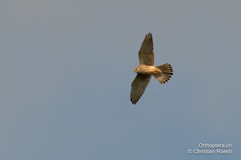 Turmfalke