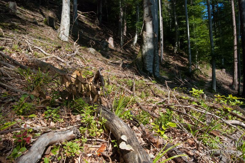 Waldlichtung mit Totholz, Falllaub und nur gering entwickelter Krautschicht - CH, BE, Gurten bei Bern, 19.09.2010