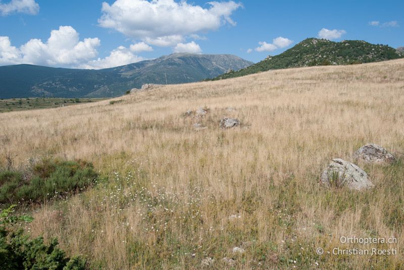 Trockensteppe - FR, Pyrénées-Orientales, Enveitg, 12.08.2009