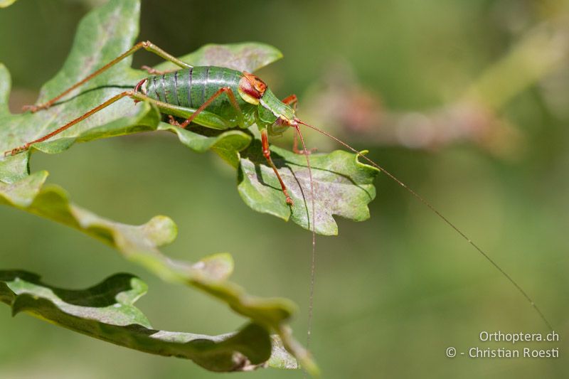 Barbitistes serricauda ♂ - CH, VS, Jeizinen, 10.08.2013