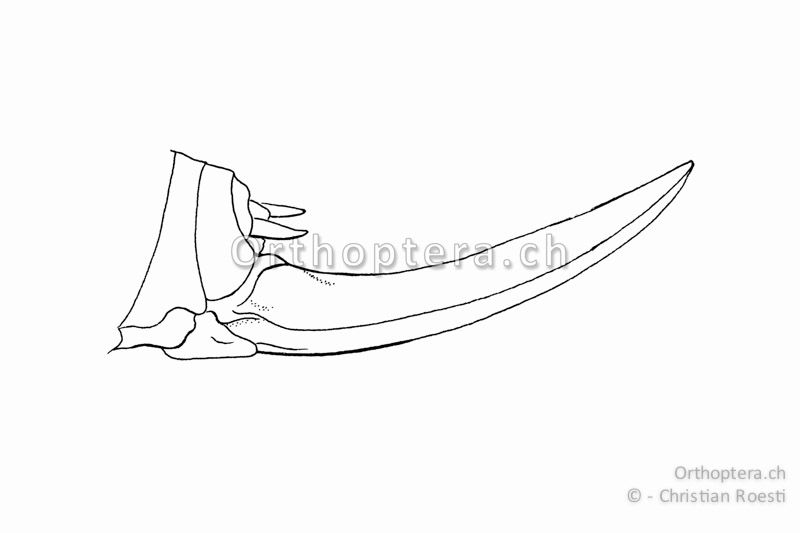 Hinterleibsende von Metrioptera brachyptera ♀. Die Legeröhre ist deutlich schwächer gebogen als bei den Roeseliana-Arten.