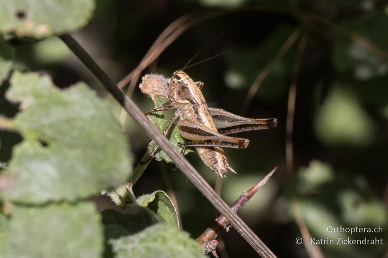Incerta incertana ♂ Larve - GR, Zentralmakedonien, Mt. Hortiatis, 04.07.2017