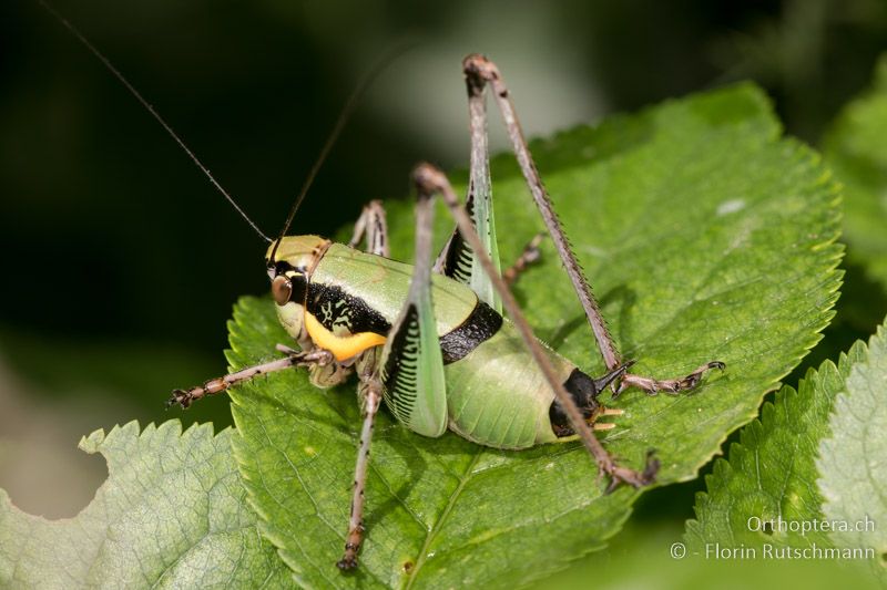 Eupholidoptera schmidti ♂ - HR, Istrien, Motovun, 16.06.2016