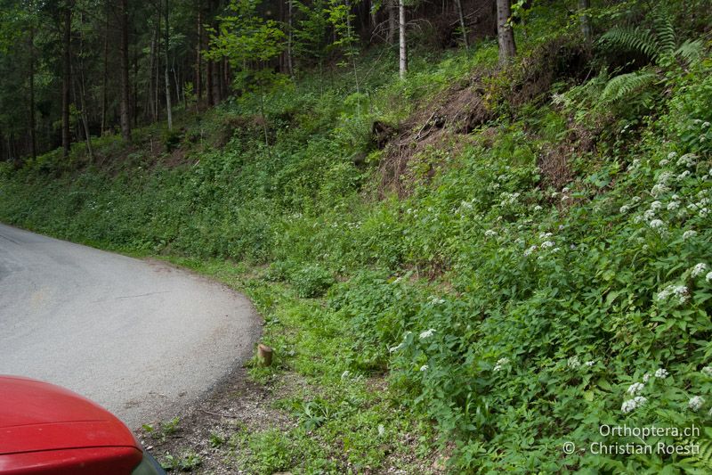 Strassenböschung im Wald - AT, Kärnten, Neuhaus, 24.06.2010