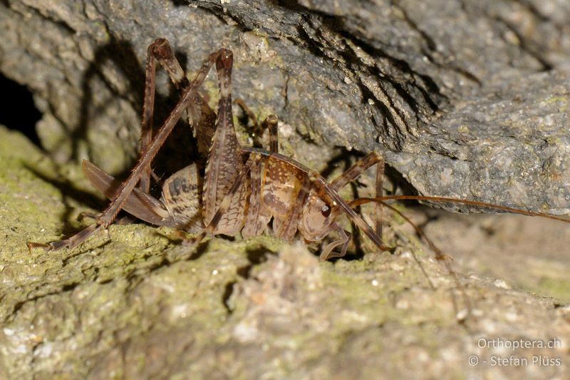 Troglophilus cavicola ♀ - CH, GR, Puschlav, 07.08.2010